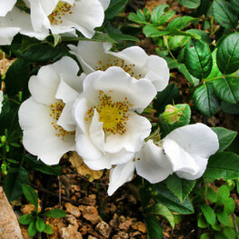 Роза Максимовича (Rosa maximowicziana)