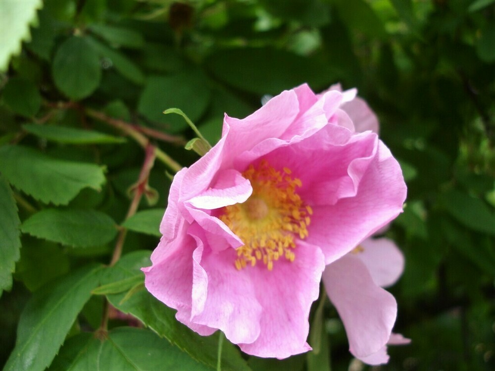 Роза даурская (Rosa davurica)