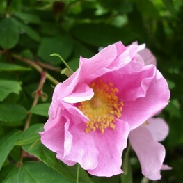 Роза даурская (Rosa davurica)