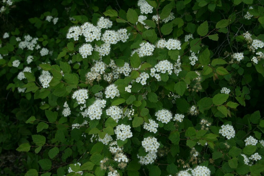 Спирея уссурийская (Spiraea ussuriensis)