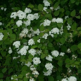 Спирея уссурийская (Spiraea ussuriensis)