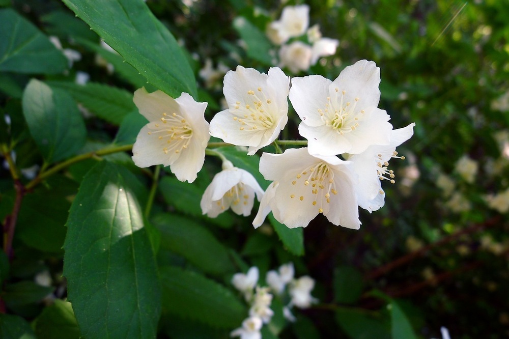 Чубушник тонколистный (Philadelphus tenuifolius)