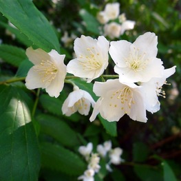 Чубушник тонколистный (Philadelphus tenuifolius)