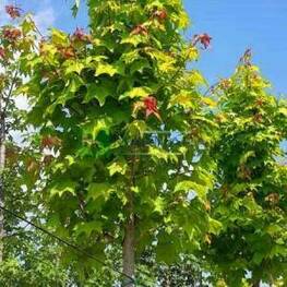 Клен колхидский Рубрум (Acer cappadocicum 'Rubrum')