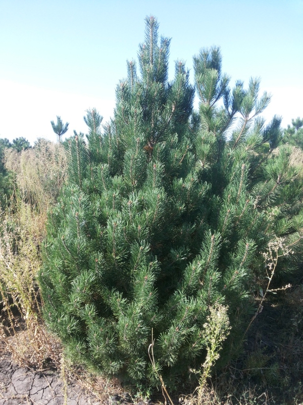 Сосна горная унцината Унцината (Pinus uncinata)