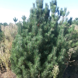 Сосна горная унцината Унцината (Pinus uncinata)