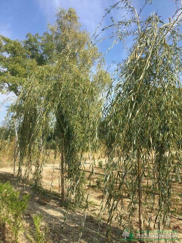 Ива золотистоволосистая Хризокома (Salix x sepulcralis 'Chrysocoma')