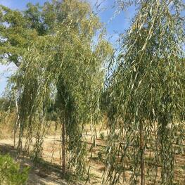 Ива золотистоволосистая Хризокома (Salix x sepulcralis 'Chrysocoma')