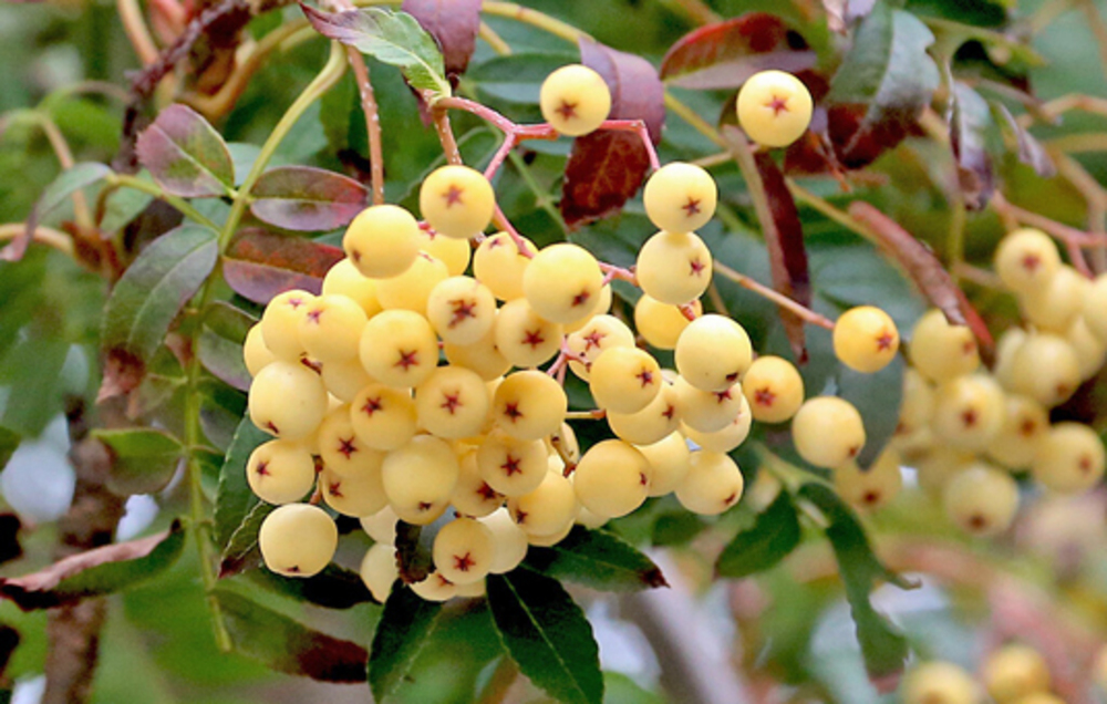 Рябина Арнольда Уайт Вакс (Sorbus x arnoldiana 'White Wax')