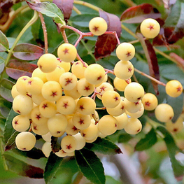 Рябина Арнольда Уайт Вакс (Sorbus x arnoldiana 'White Wax')