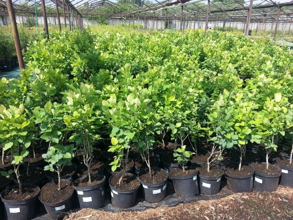 Боярышник шарлаховый (Crataegus coccinea)