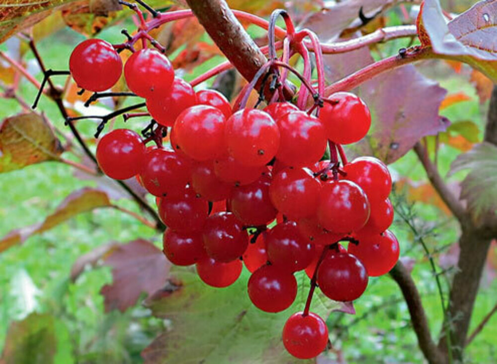 Калина плодовая (Viburnum opulus)