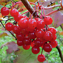 Калина плодовая (Viburnum opulus)