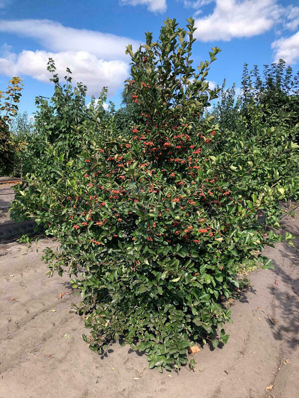 Боярышник сливолистный Спленденс (Crataegus prunifolia 'Splendens')