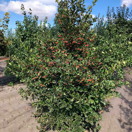 Боярышник сливолистный Спленденс (Crataegus prunifolia 'Splendens')
