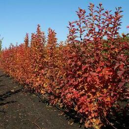 Боярышник перистонадрезанный Мао Мао (Crataegus pinnatifida 'Mao Mao')