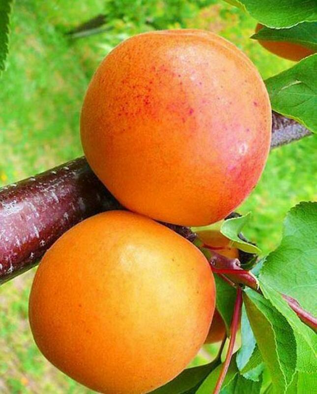 Абрикос Царский (Prunus armeniaca 'Tsarskiy')