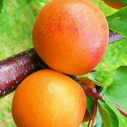 Абрикос Царский (Prunus armeniaca 'Tsarskiy')