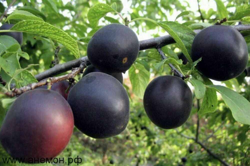 Абрикос Черный (Prunus armeniaca 'Chernyy')