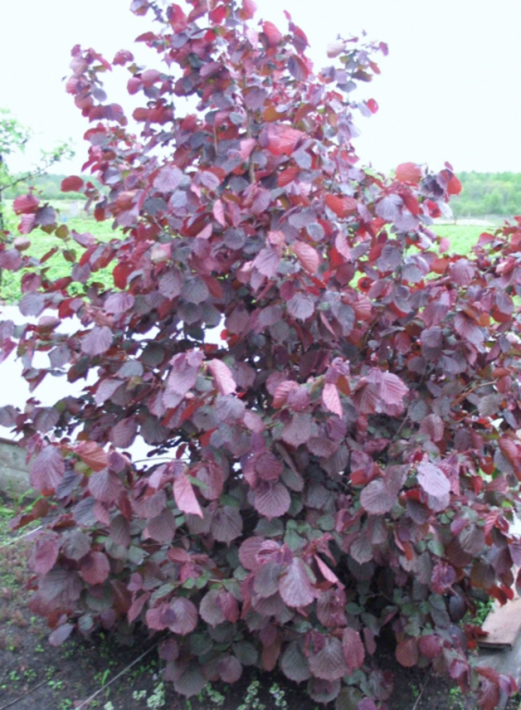 Лещина (фундук) пурпурная (Corylus avellana 'Purpurea')