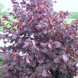Лещина (фундук) пурпурная (Corylus avellana 'Purpurea')