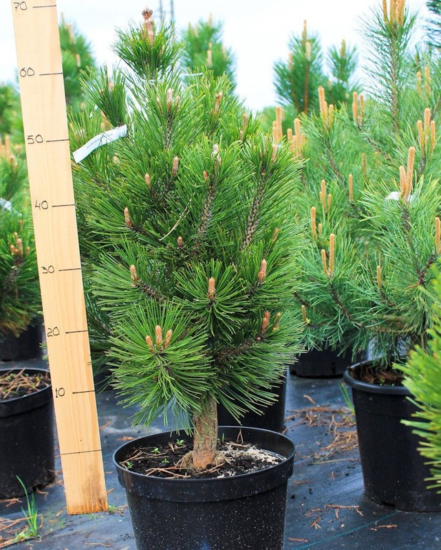 Сосна белокорая Малинки (Pinus heldreichii 'Malinki')