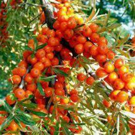 Облепиха Ажурная (Hippophae rhamnoides 'Azhurnaya')