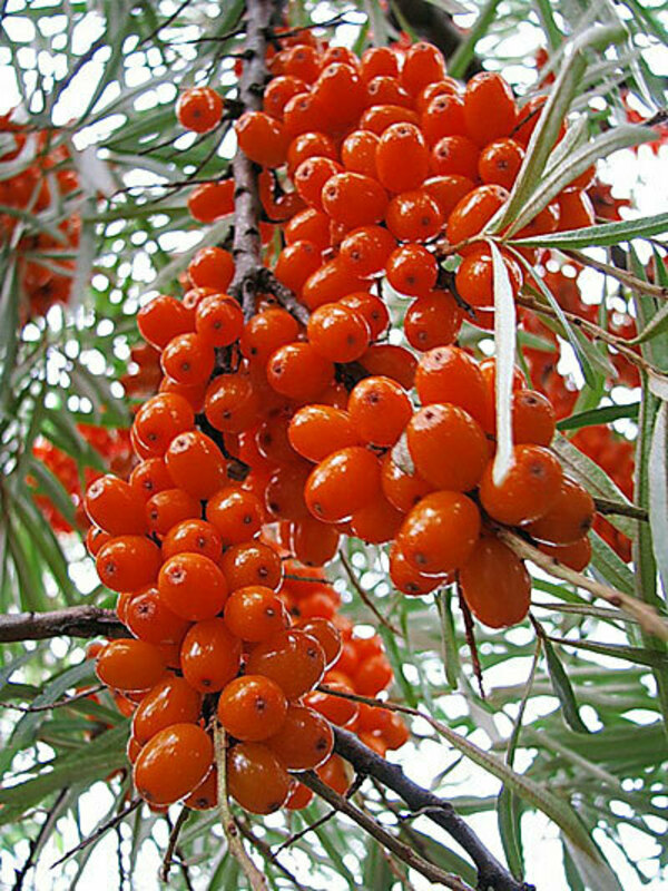 Облепиха Джемовая (Hippophae rhamnoides 'Dzhemovaya')