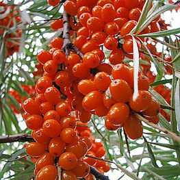 Облепиха Джемовая (Hippophae rhamnoides 'Dzhemovaya')