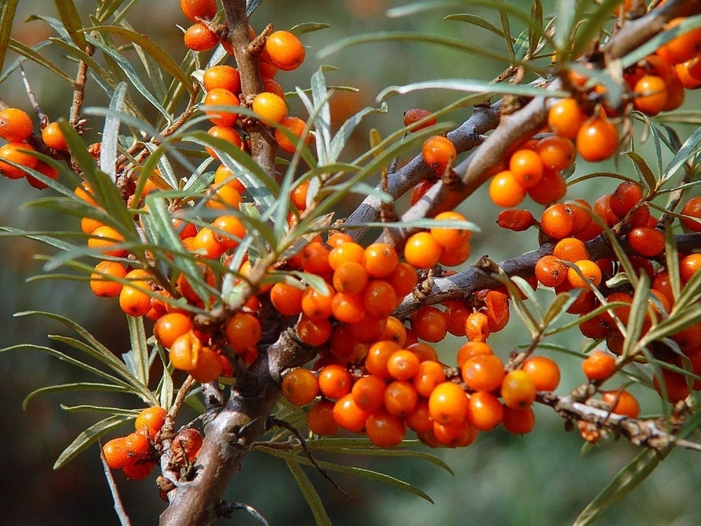 Облепиха Любимая (Hippophae rhamnoides 'Lyubimaya')