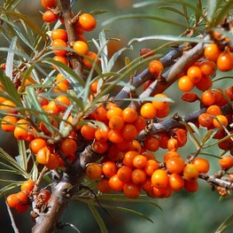 Облепиха Любимая (Hippophae rhamnoides 'Lyubimaya')