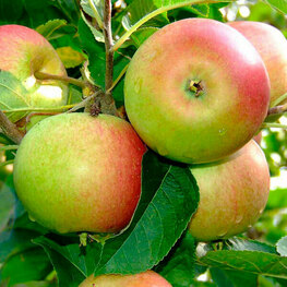 Яблоня Орлинка (Malus domestica 'Orlinka')