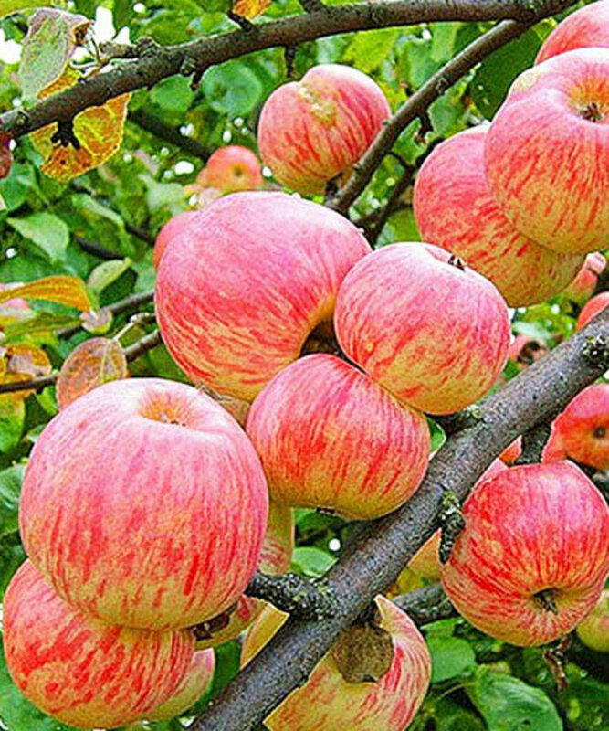 Яблоня Яблочный Спас (Malus domestica 'Yablochnyy Spas')