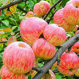 Яблоня Яблочный Спас (Malus domestica 'Yablochnyy Spas')