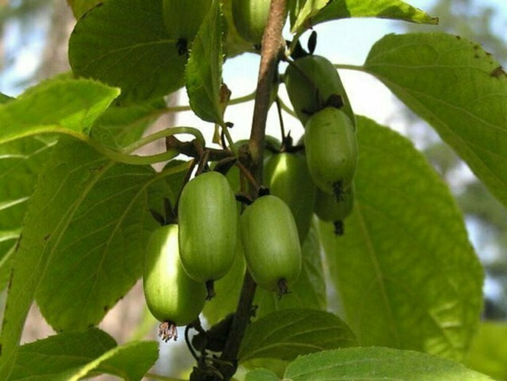 Актинидия коломикта Лакомка (Actinidia kolomikta 'Lakomka')