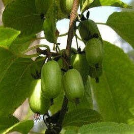 Актинидия коломикта Лакомка (Actinidia kolomikta 'Lakomka')