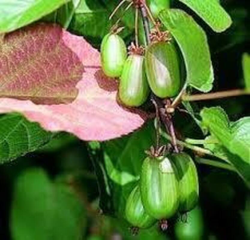 Актинидия коломикта Приусадебная (Actinidia kolomikta 'Priusadebnaya')