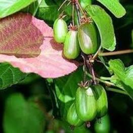 Актинидия коломикта Приусадебная (Actinidia kolomikta 'Priusadebnaya')