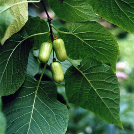 Актинидия коломикта Изобильная (Actinidia kolomikta 'Izobilnaya')