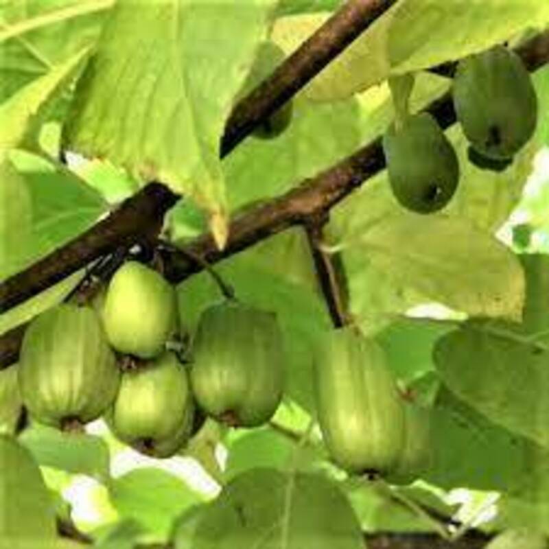 Актинидия коломикта Университетская (Actinidia kolomikta 'Universitetskaya')
