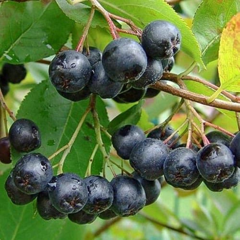 Арония черноплодная Амит (Aronia melanocarpa 'Amit')