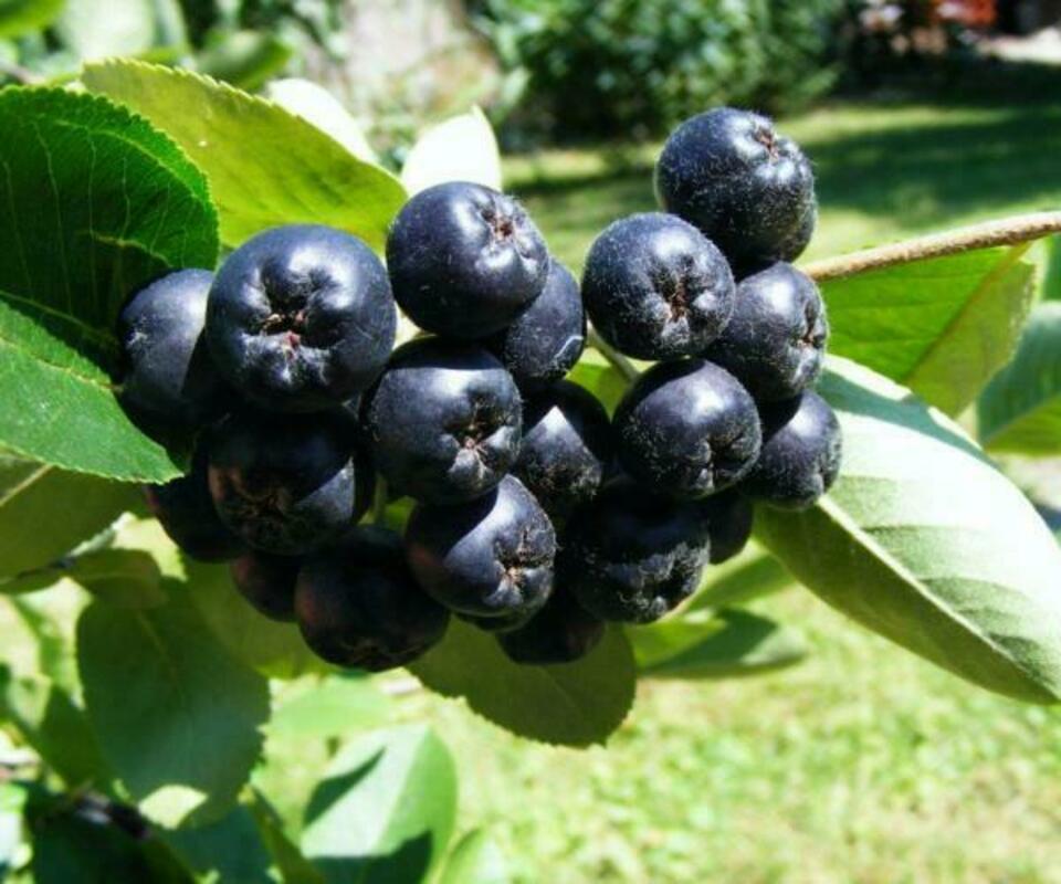 Арония черноплодная Викинг (Aronia melanocarpa 'Viking')