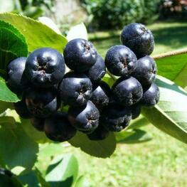 Арония черноплодная Викинг (Aronia melanocarpa 'Viking')