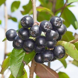 Арония черноплодная Неро (Aronia melanocarpa 'Nero')