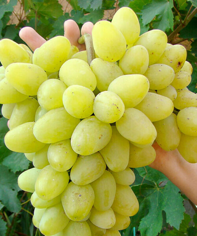 Виноград Аркадия (Vitis 'Arkadia')