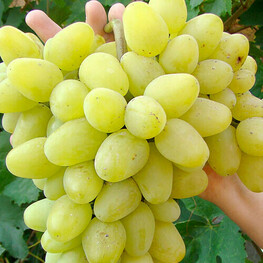 Виноград Аркадия (Vitis 'Arkadia')