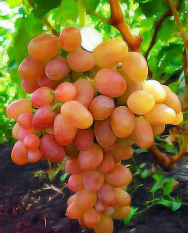 Виноград Ливия (Vitis 'Livia')