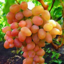 Виноград Ливия (Vitis 'Livia')