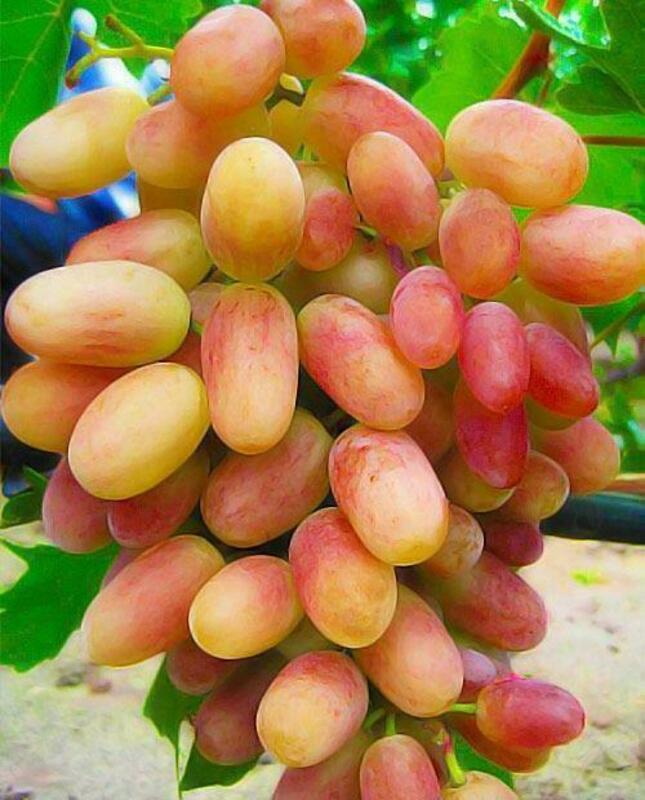 Виноград Преображение (Vitis 'Preobrazhenie')