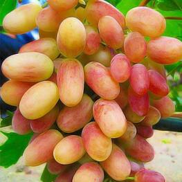 Виноград Преображение (Vitis 'Preobrazhenie')